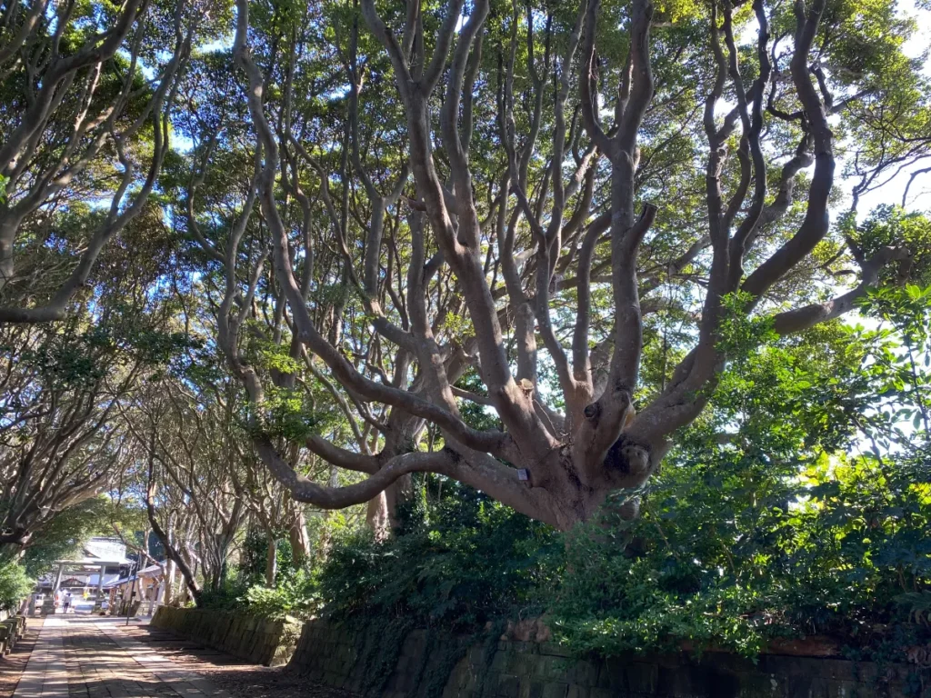 酒列磯前神社の参道に続くタブノキとツバキの林がつくる緑のトンネル。大木の枝が重なり合う美しい並木道。