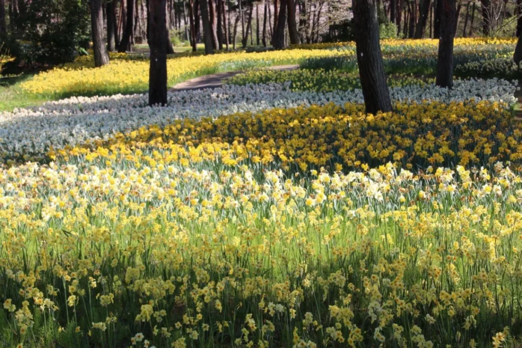 春の家族旅行にぴったりな国営ひたち海浜公園の満開のスイセン畑